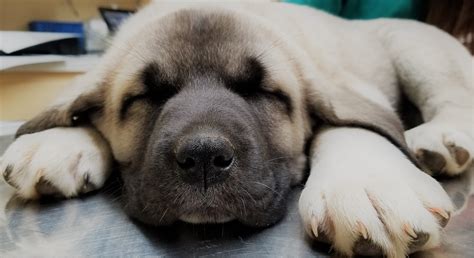 2024 Kangal Puppies For Sale at Von Tassen Farm | Kentucky