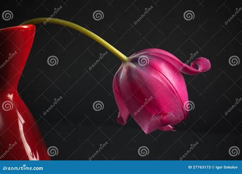 Pink tulips in a vase stock image. Image of space, black - 27763173