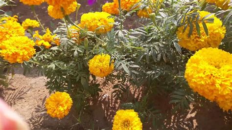 Marigold Facts and Care: How to Do It Carefully - Flower Blog