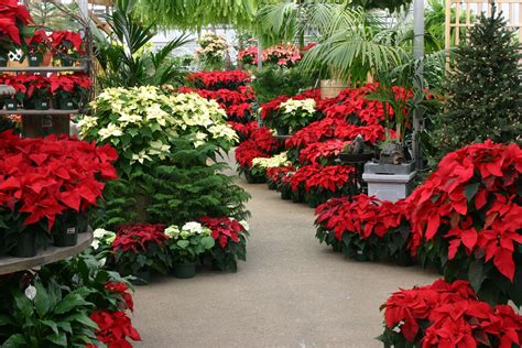 Merrifield Garden Center | Garden center, Christmas plants, Christmas garden