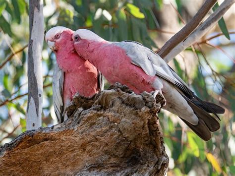 Galah Nesting: A Complete Guide | Birdfact