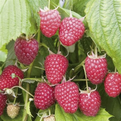 Raspberry Canes - Polka (5 Canes) - Groves Nurseries & Garden Centre