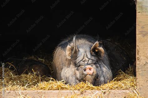 Berkshire pig breed - UK Stock Photo | Adobe Stock