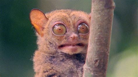 World's Weirdest Animal Faces - National Geographic Channel - International