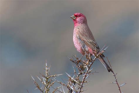 Leh Ladakh Tour Operators | Wildlife Tour Packages Ladakh