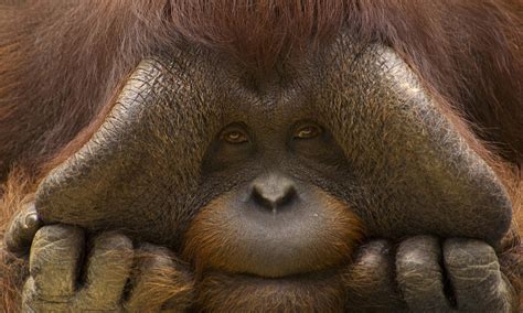 Where Do Orangutans Live? And Nine Other Orangutan Facts | Stories | WWF