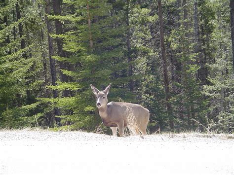 Banff Wildlife | Wildlife, Animals, Photo