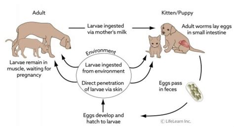 Hookworms in Dogs: Symptoms, Treatment & Prevention | Pawlicy Advisor