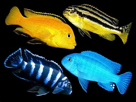 Assorted Malawi Mbuna Cichlid Place your order at https://www.aquafood.co.uk/product/assorted ...