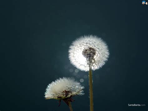 Blowing Dandelion Wallpaper - WallpaperSafari