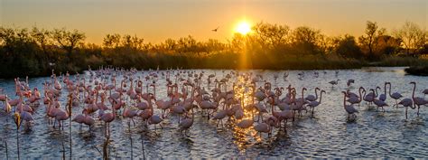 Zoom sur le Parc naturel régional de Camargue