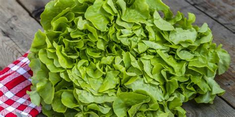 Green Oak Leaf Lettuce Trivia, Buying Guide & Seasonality | TexasRealFood