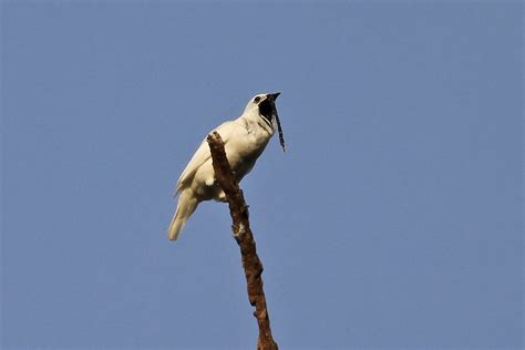 Creature Feature: The White Bellbird | Redbrick Sci&Tech