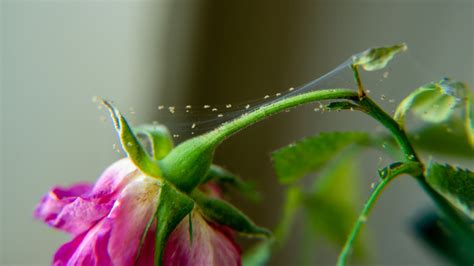 Keep Spider Mites Off Your House Plants With A Handy Product You Already Own