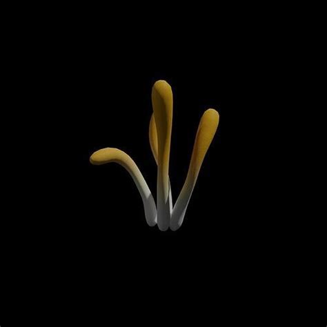 3D model Cordyceps Cluster VR / AR / low-poly | CGTrader