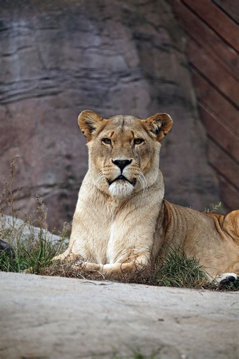 Lioness · Free Stock Photo