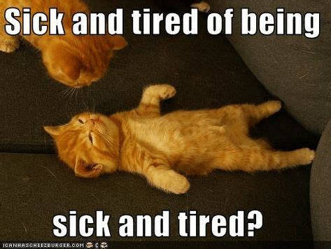 40 Hilarious Memes About Being Sick | Baby cats, Funny, Kittens