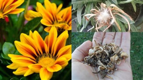 How to harvest seeds of calendula and Gazania - YouTube