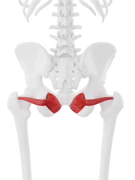 Obturator Internus | Sagittal plane, Greater trochanter, Muscle anatomy