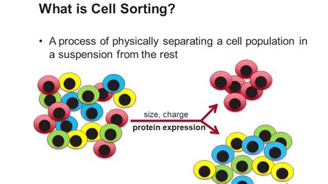 Fluorescence Activated Cell Sorting