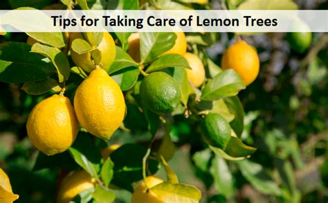 Tips for Taking Care of Lemon Trees - My Plant Warehouse - Indoor ...