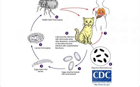 Bartonella henselae: An Infectious Pathogen among Cats - Bioguardlabs