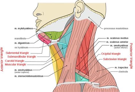 Musculi coli base, my edits for tringles, labeled triangles.svg ...