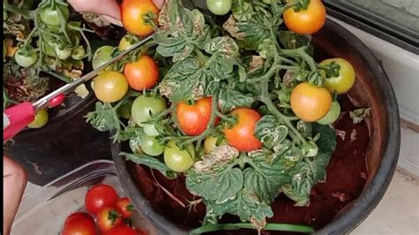 HARVESTING CHERRY TOMATOES/BALCONY GARDENING - YouTube