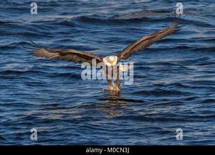 Bald eagle (Haliaeetus leucocephalus) hunting fish at Mississippi River, Iowa, USA Stock Photo ...