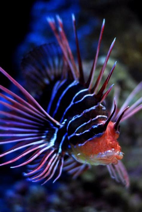 15 best images about dragon fish on Pinterest | Deep sea, Lakes and Life photo