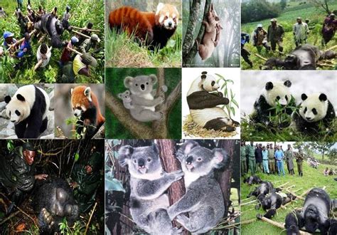 La Naturaleza: Los animales en peligro de extinción del bosque tropical