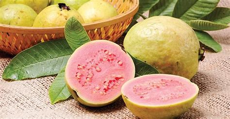 É época de... goiaba, berinjela, jaca, nabo | Guava benefits, Guava ...