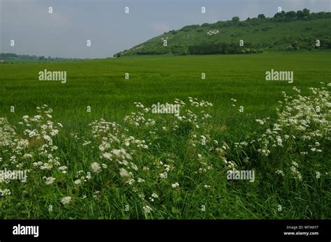 Fovant badges hi-res stock photography and images - Alamy