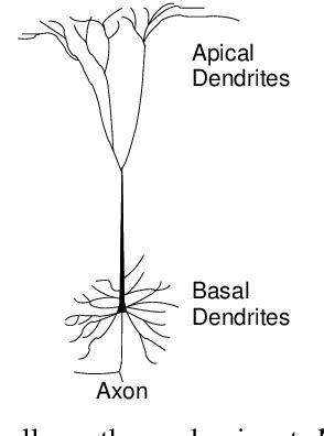 Figure 1 from Cortical region interactions and the functional role of apical dendrites ...