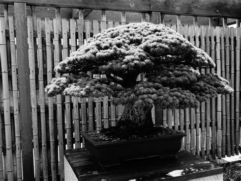 Point and Shoot Photos — Yamaki Pine - This Bonsai tree is about 395...