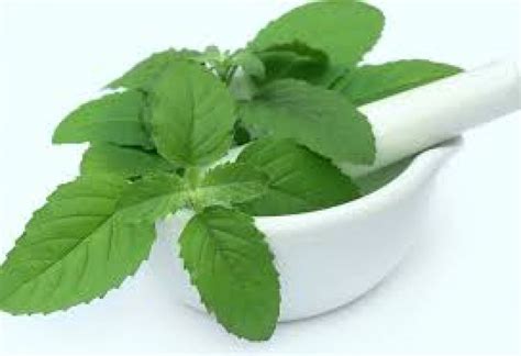 Drink Tulsi leaves with Milk to make you migraine-free | NewsTrack English 1