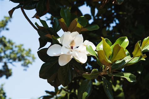 Zenfolio | MFer Photography | Magnolia Cemetery