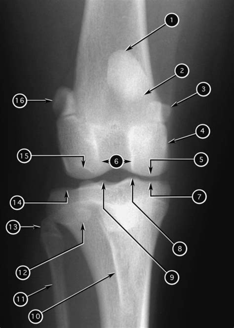 Radiographic Anatomy of the Appendicular Skeleton | Veterian Key