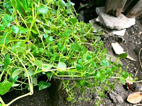 Pansit Pansitan (The healthy Filipino herbal weed) - Yummy Kitchen