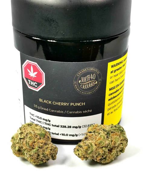 Black Cherry Punch Strain Review (North 40 Cannabis) | Cannabis Sensei