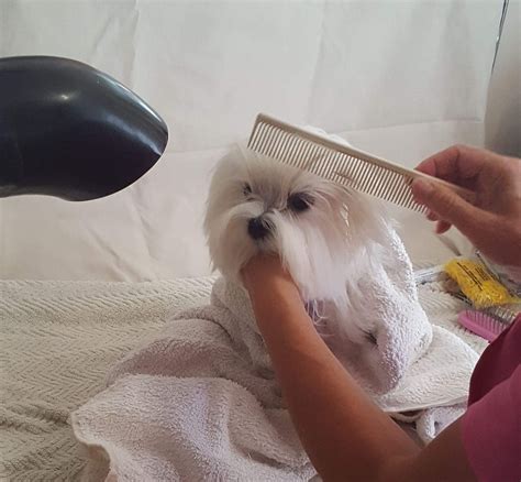 Total Grooming Guide for your Maltese Dog – The Maltese Club