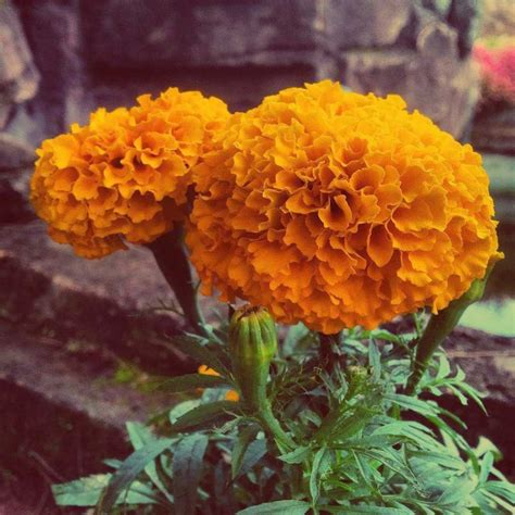 Marigold meaning: discover the true meaning of this beautiful yellow flower