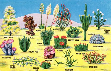 Desert plants named | Desert plants, Desert landscaping, Desert cactus