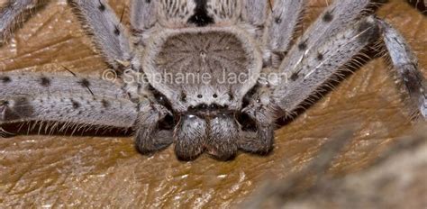 Best Photos of Australian spiders, weird, unusual arachnids in Australia