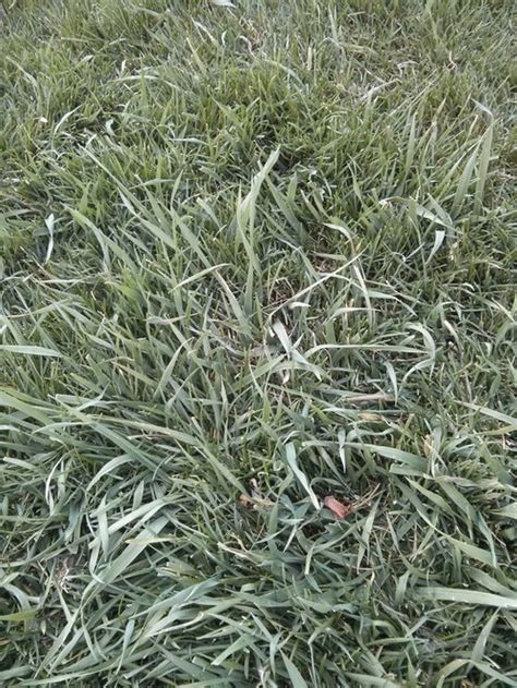 Thick grass blades in lawn - what is it?