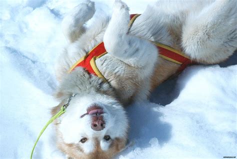 The puppy Siberian Husky playing in the snow wallpapers and images ...