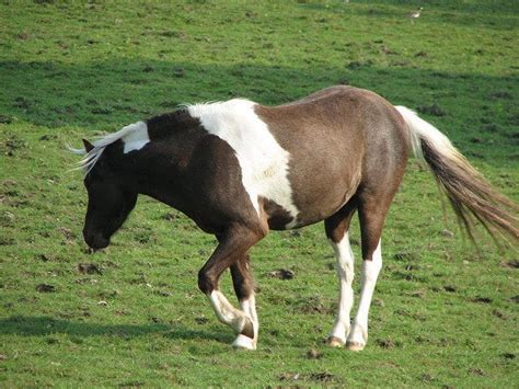 6 Common Causes Of Lameness In Horses