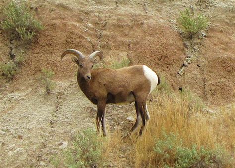 Badlands Bighorn Sheep Photograph by Susan Hope Finley - Fine Art America