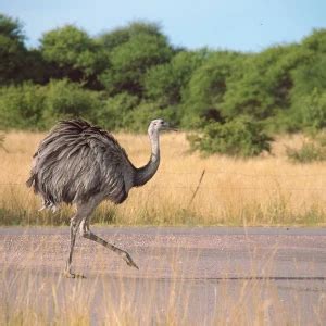 Greater Rhea - Facts, Diet, Habitat & Pictures on Animalia.bio