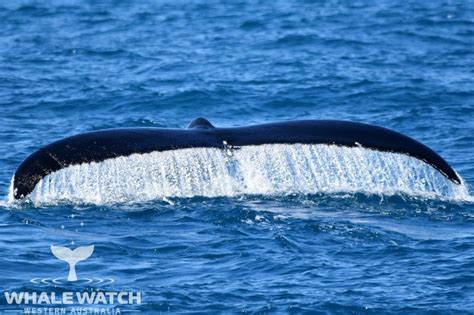 Why Do Humpback Whales Travel in Escort Pods? | Whale Watch Western Australia